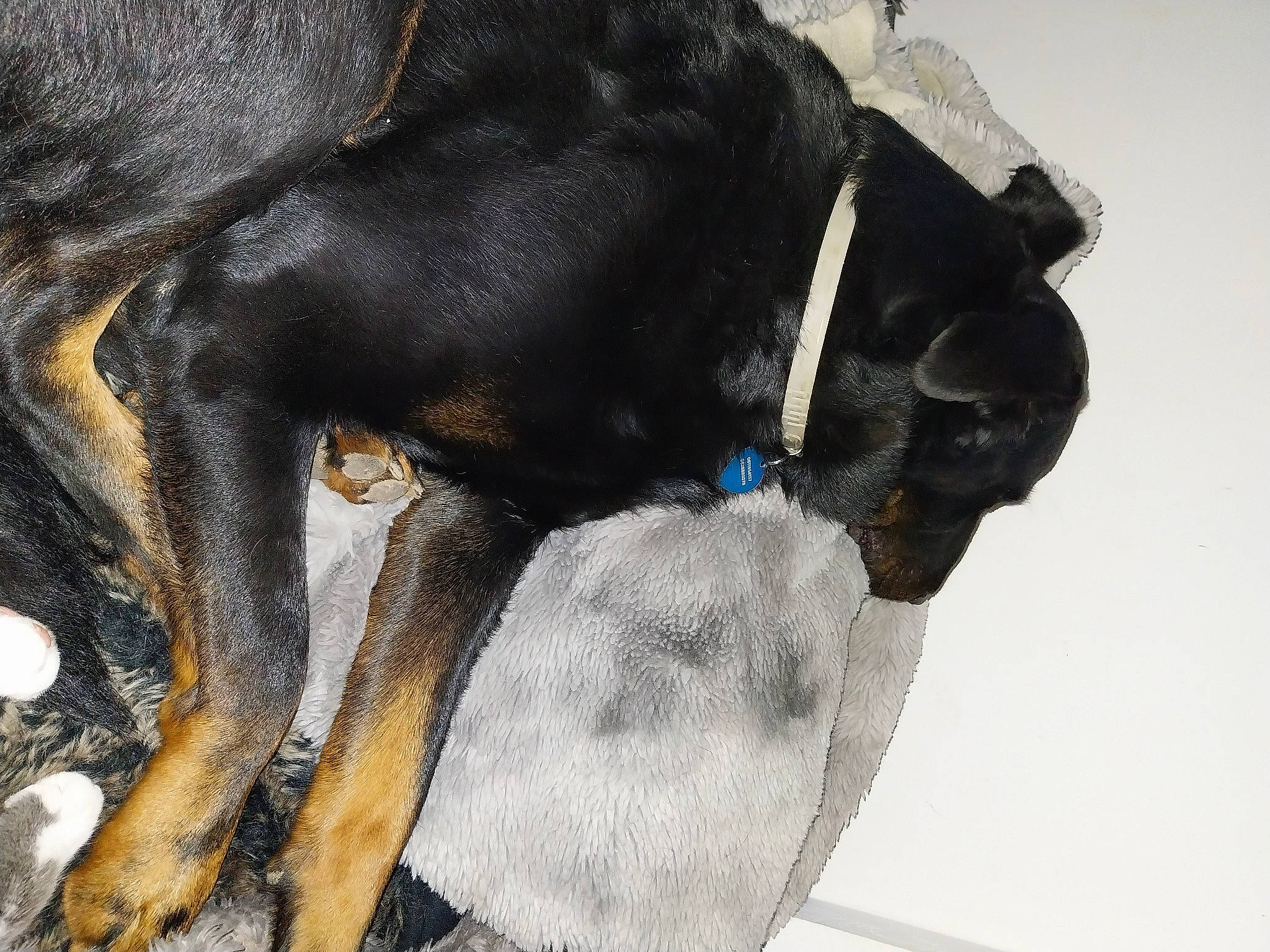 Ojas participe au concours pour gagner de l'argent avec cette photo : art, carnivore, collar, comfort, companion_dog, dog, dog_breed, dog_collar, dog_supply, fawn, fur, liver, painting, paw, snout, sporting_group, tail, toy_dog, whiskers, working_animal