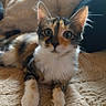 Beky a rejoint le concours — aidez-le/la à gagner de superbes lots ! cat, kitten, calico, feline, pet, animal, close_up, portrait, wide_eyes, whiskers, ears, fur, fluffy, white_paws, sitting, indoors, blanket, cozy, couch, adorable