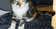 Beky a rejoint le concours — aidez-le/la à gagner de superbes lots ! cat, kitten, calico, feline, animal, pet, portrait, sitting, standing, green_eyes, whiskers, ears, fur, multicolored_fur, white_chest, white_paws, cat_tree, carpet, indoors, wooden_furniture