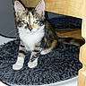 animal, calico, carpet, cat, cat_tree, ears, feline, fur, green_eyes, indoors, kitten, multicolored_fur, pet, portrait, sitting, standing, whiskers, white_chest, white_paws, wooden_furniture