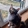 Beky a rejoint le concours — aidez-le/la à gagner de superbes lots ! cat, calico_cat, kitten, animal, pet, feline, sitting, window, windowsill, indoors, wooden_floor, garden, patio, outdoor_furniture, whiskers, green_eyes, fur, tri_color, curious, portrait