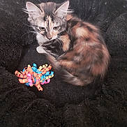 Beky participe au concours pour gagner de l'argent avec cette photo : kitten, cat, calico, long_hair, fur, whiskers, ears, eyes, face, animal, pet, sleeping, cuddled, curled_up, blanket, black_blanket, colorful_toys, ribbons, indoor, portrait