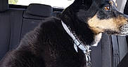 Mayka a rejoint le concours — aidez-le/la à gagner de superbes lots ! automobile, back_seat, black_dog, blanket, canine, car, car_interior, chain, collar, dog, ears, fur, leash, pet, portrait, profile, sitting, standing, tan_markings, window