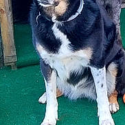 Mayka participe au concours pour gagner de l'argent avec cette photo : animal, black_and_tan, canine, collar, dog, dogs, floppy_ears, front_facing, funny_expression, green_floor, outdoor, pet, pointed_ears, portrait, rustic, sitting, tan_markings, white_chest, white_paws, wooden_background