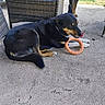 Mayka a rejoint le concours — aidez-le/la à gagner de superbes lots ! backyard, black_and_tan, canine, chair, collar, concrete, dog, dogs, furniture, licking, lying_down, outdoor, patio, pet, playtime, relaxed, ring_toy, rubber_toy, sitting, sunlight