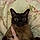 Ambie