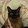 Ambie