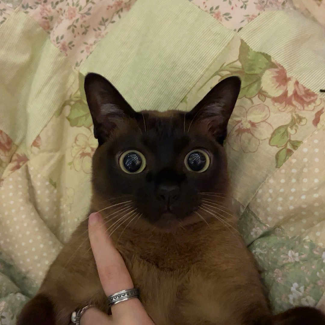 Ambie joined the competition — help win amazing prizes! animal, bed, belly_rub, black_cat, blanket, cat, close_up, cozy, ears, feline, floral_pattern, human_hand, indoor, lying_down, pet, portrait, quilt, rings, whiskers, wide_eyes