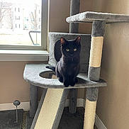 Lunaris joined the competition — help win amazing prizes! cat, black_cat, cat_tree, indoor, window, carpet, scratching_post, pet, animal, feline, gray, fur, eyes, sitting, home, cozy, natural_light, quiet, corner, cute