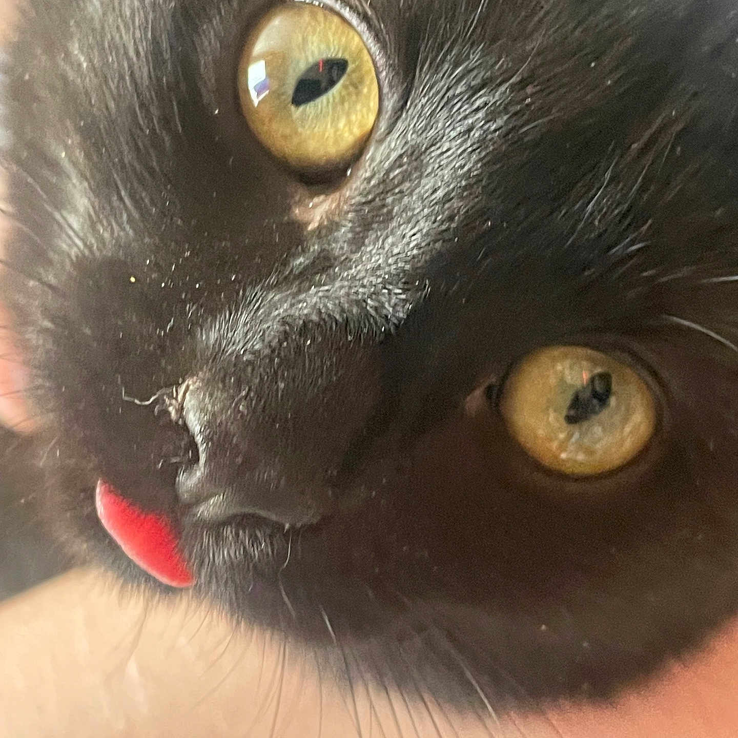 Lunaris joined the competition — help win amazing prizes! animal, black_cat, cat_face, close_range, close_up, cute, domestic_cat, feline, focus_on_eyes, funny, fur, indoor, macro, nose, pet, portrait, soft_light, tongue_out, whiskers, yellow_eyes