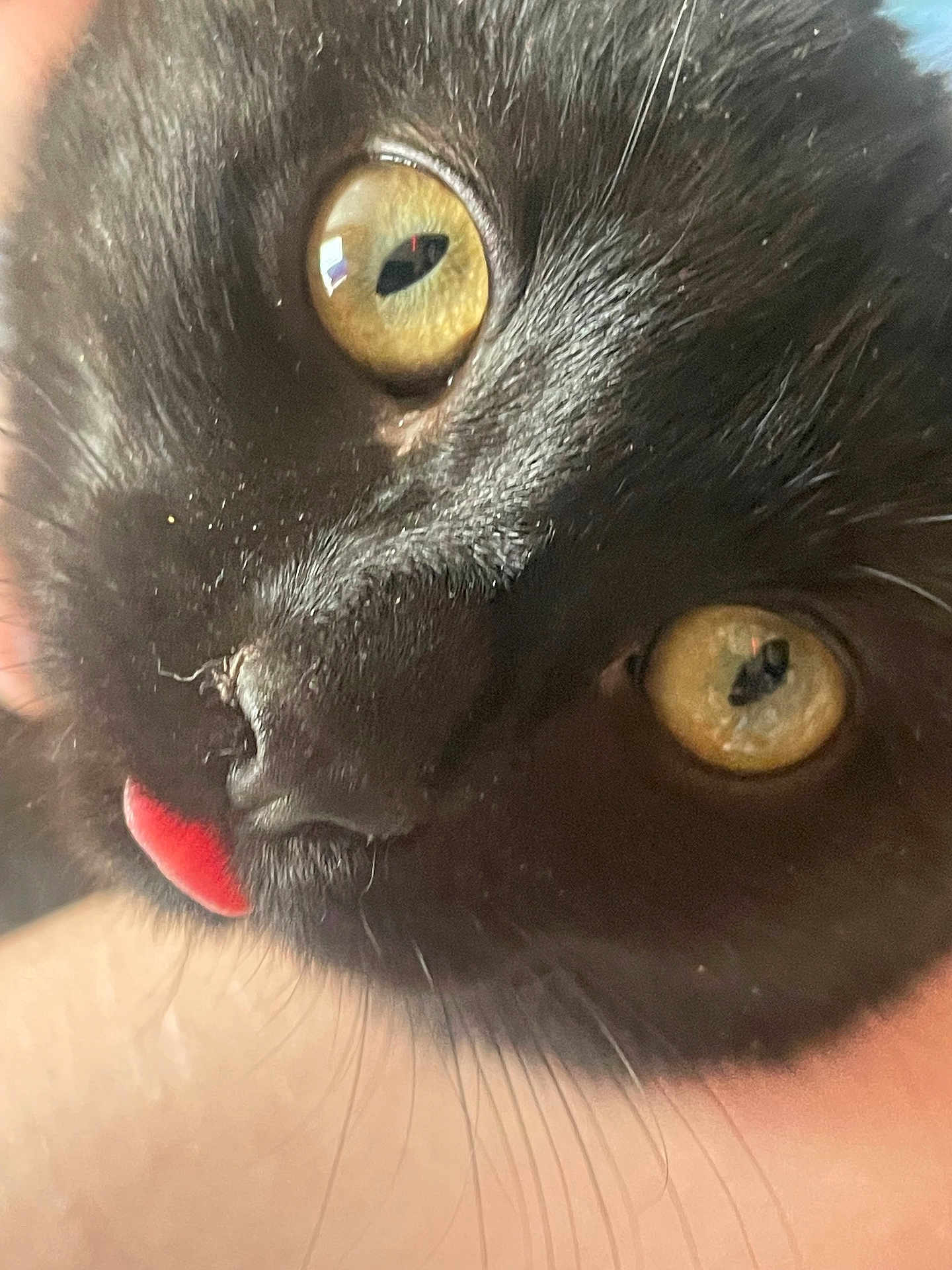 Lunaris joined the competition — help win amazing prizes! black_cat, close_up, cat_face, yellow_eyes, tongue_out, whiskers, pet, animal, feline, cute, funny, fur, nose, macro, domestic_cat, portrait, indoor, soft_light, close_range, focus_on_eyes