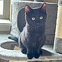 Lunaris joined the competition — help win amazing prizes! black_cat, kitten, cat_tree, window, indoor, pet, animal, feline, curious, sitting, yellow_eyes, soft_light, carpeted, playful, whiskers, ears, tail, home, cozy, furniture