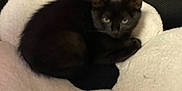 Lunaris is registered to the contest to win money with this photo: black_cat, cat, pet, indoor, cushion, flower_shape, sofa, furniture, cozy, animal, feline, resting, curious, soft_texture, dark_background, home, domestic, cute, sleeping_spot, furry