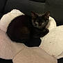 animal, black_cat, cat, cozy, curious, cushion, cute, dark_background, domestic, feline, flower_shape, furniture, furry, home, indoor, pet, resting, sleeping_spot, sofa, soft_texture