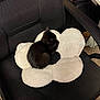 Lunaris is registered to the contest to win money with this photo: kitten, black_cat, flower_cushion, office_chair, indoor, pet, feline, resting, cozy, small_cat, soft_cushion, chair_armrest, carpet, electronics, black_fur, home, domestic_cat, cute, animal, furry