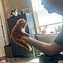 Garfield joined the competition — help win amazing prizes! black_and_white_cat, blinds, cabinet, carpet, cat, cozy, curious, feline, glasses, hand, home, indoor, jeans, kitten, orange_cat, person, pet, sitting, sunlight, window