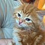 Garfield joined the competition — help win amazing prizes! kitten, cat, orange_tabby, fur, whiskers, pet, animal, cute, sleepy, indoor, closeup, person_arm, tattoo, soft, young, feline, domestic_cat, mammal, companion, cozy