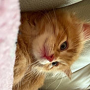 Garfield joined the competition — help win amazing prizes! kitten, cat, orange_cat, fluffy, pet, close_up, whiskers, nose, ears, feline, cozy, blanket, couch, texture, soft, indoor, cute, animal, fur, resting