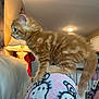 Garfield joined the competition — help win amazing prizes! kitten, orange_tabby, cat, pet, indoor, pajamas, hello_kitty, furniture, lamp, couch, cozy, fur, animal, domestic_cat, young_cat, curious, side_profile, soft_light, home, cute