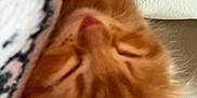 Garfield joined the competition — help win amazing prizes! kitten, sleeping, ginger_cat, closeup, blanket, furry, pet, resting, cozy, indoor, soft, cute, animal, fur, pink_nose, ears, face, texture, white, comfort