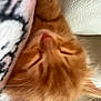 kitten, sleeping, ginger_cat, closeup, blanket, furry, pet, resting, cozy, indoor, soft, cute, animal, fur, pink_nose, ears, face, texture, white, comfort