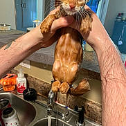 Garfield joined the competition — help win amazing prizes! animal, countertop, cute, domestic, drain, dripping, faucet, fur, hands, holding, human, indoor, kitchen, kitten, miserable, orange_cat, pet, sink, water, wet
