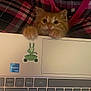 Garfield is registered to the contest to win money with this photo: animal, cat, closeup, cozy, curious, cute, fabric, feline, home, indoor, keyboard, kitten, laptop, orange_cat, paws, pet, plaid, sticker, technology, young_cat