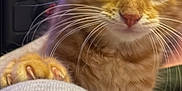 Garfield joined the competition — help win amazing prizes! animal, background, cat, claws, close_up, curious, cute, ears, eyes, face, feline, fur, gray, indoor, kitten, orange_tabby, pet, soft_fabric, whiskers, young