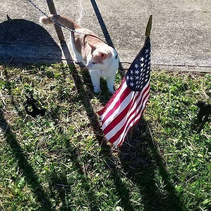 Simon joined the competition — help win amazing prizes! carnivore, companion_dog, dog, dog_breed, eyewear, felidae, flag, flag_day_usa, flag_of_the_united_states, grass, holiday, leash, memorial_day, plant, shade, shadow, soil, sunglasses, tail, tints_and_shades