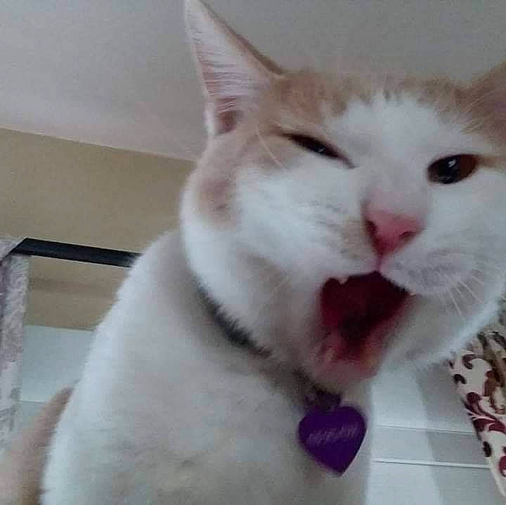 Simon is registered to the contest to win money with this photo: carnivore, cat, claw, domestic_short_haired_cat, eye, fang, felidae, fur, iris, paw, small_to_medium_sized_cats, tail, whiskers