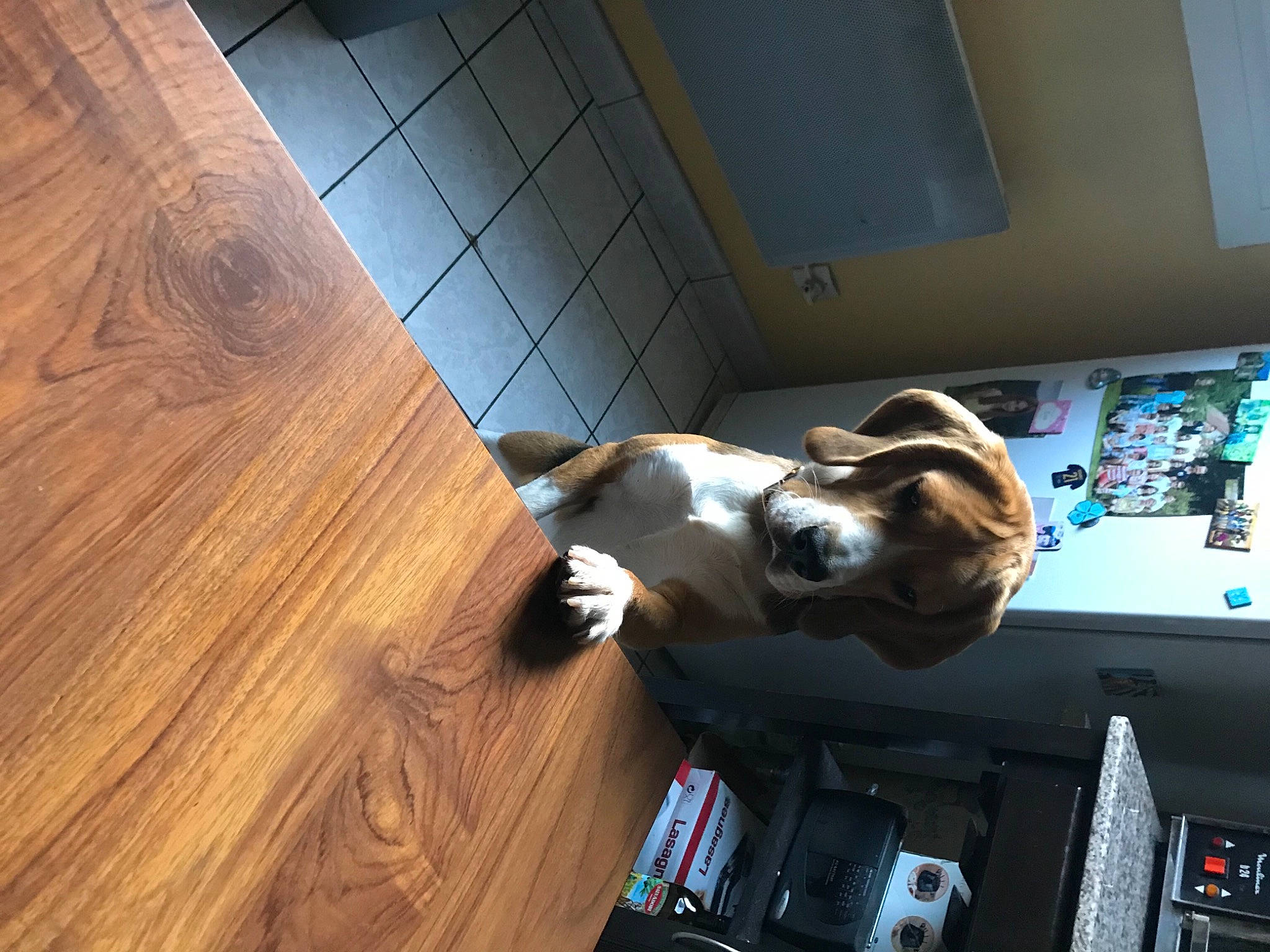 Tiger a rejoint le concours — aidez-le/la à gagner de superbes lots ! canidae, carnivore, comfort, companion_dog, dog, dog_breed, fawn, flooring, hardwood, pet_supply, plank, plywood, room, sporting_group, tail, varnish, wood, wood_flooring, wood_stain, working_animal