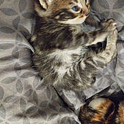 Mouglie participe au concours pour gagner de l'argent avec cette photo : abyssinian, animal, bed, blanket, brasssection, cat, couch, cushion, face, furniture, head, homedecor, indoors, kitten, manx, person, pet, photography, portrait, sleeping