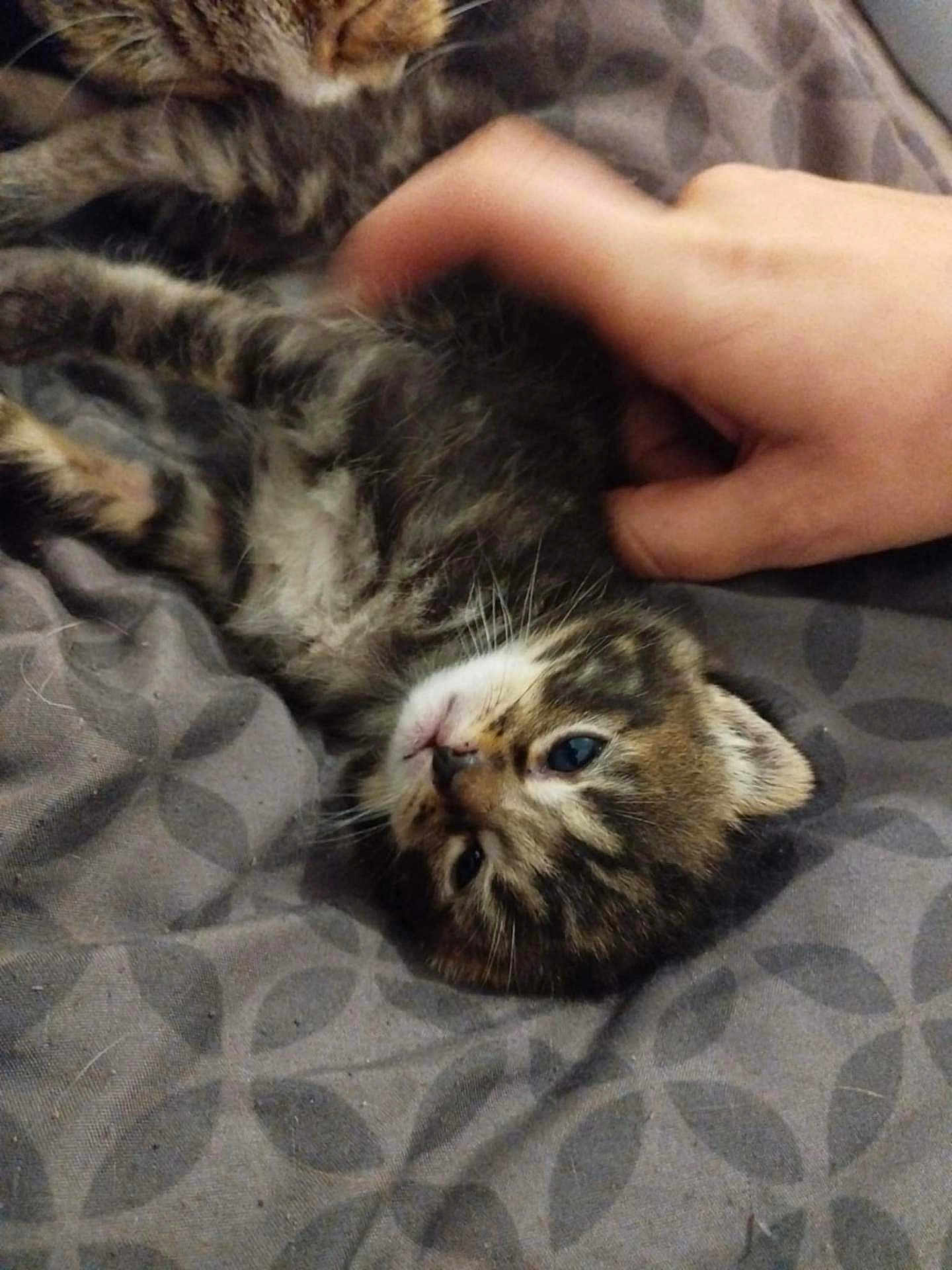 Mouglie participe au concours pour gagner de l'argent avec cette photo : animal, bed, bedroom, blanket, cat, couch, cushion, face, furniture, head, homedecor, indoors, kitten, manx, person, pet, photography, portrait, room, sleeping