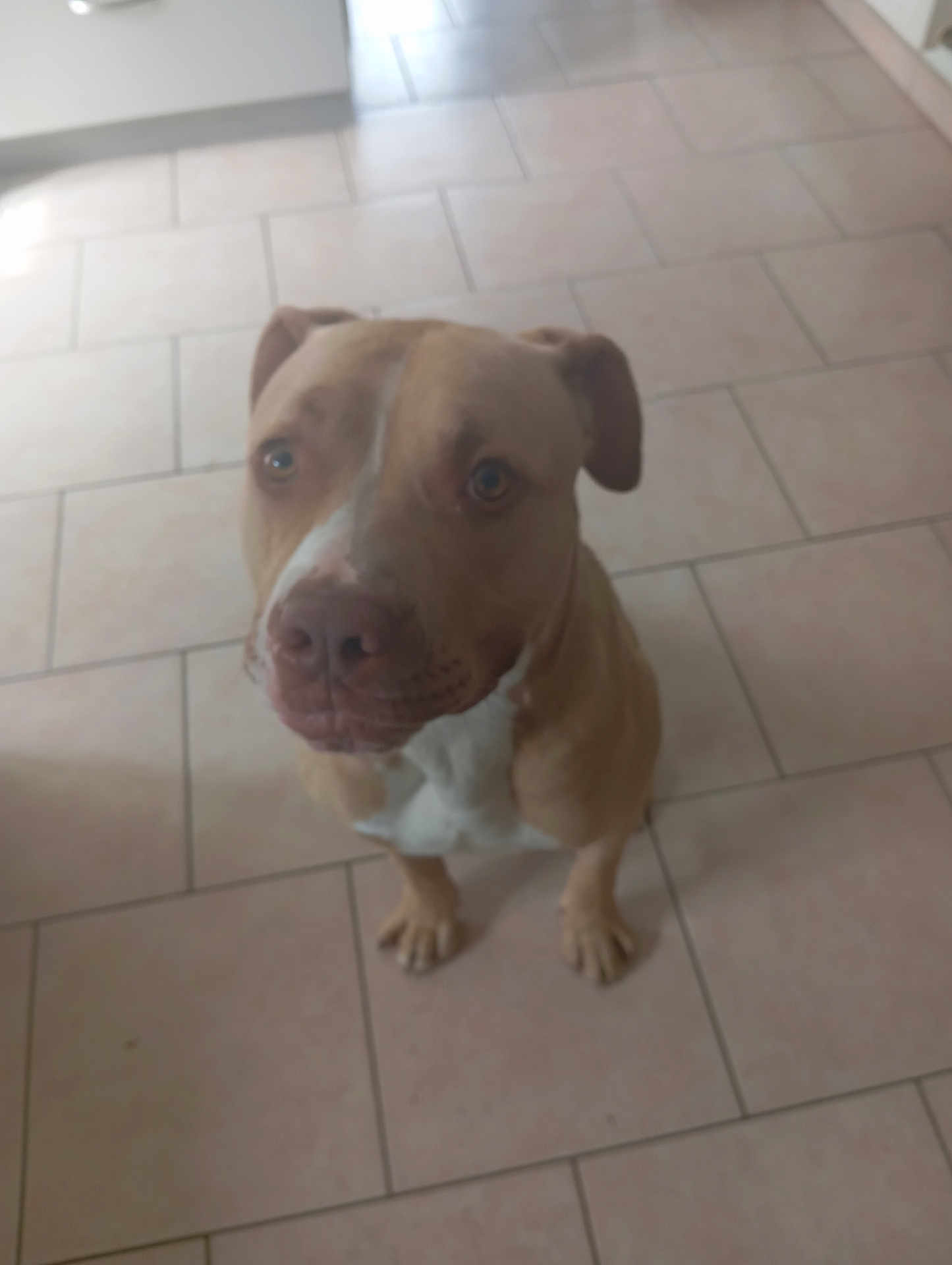 Simba participe au concours pour gagner de l'argent avec cette photo : dog, pet, indoor, floor, tile, brown, white, canine, animal, looking_up, ears, snout, sitting, companion, cute, domestic, portrait, waiting, friendly, fur