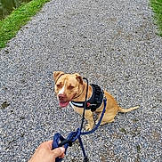 Simba a rejoint le concours — aidez-le/la à gagner de superbes lots ! animal, brown_dog, canine, companion, daylight, dog, friendly, grass, gravel_path, happy, harness, leash, nature, outdoor, person_hand, pet, recreation, sitting, walking, water