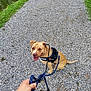 animal, brown_dog, canine, companion, daylight, dog, friendly, grass, gravel_path, happy, harness, leash, nature, outdoor, person_hand, pet, recreation, sitting, walking, water