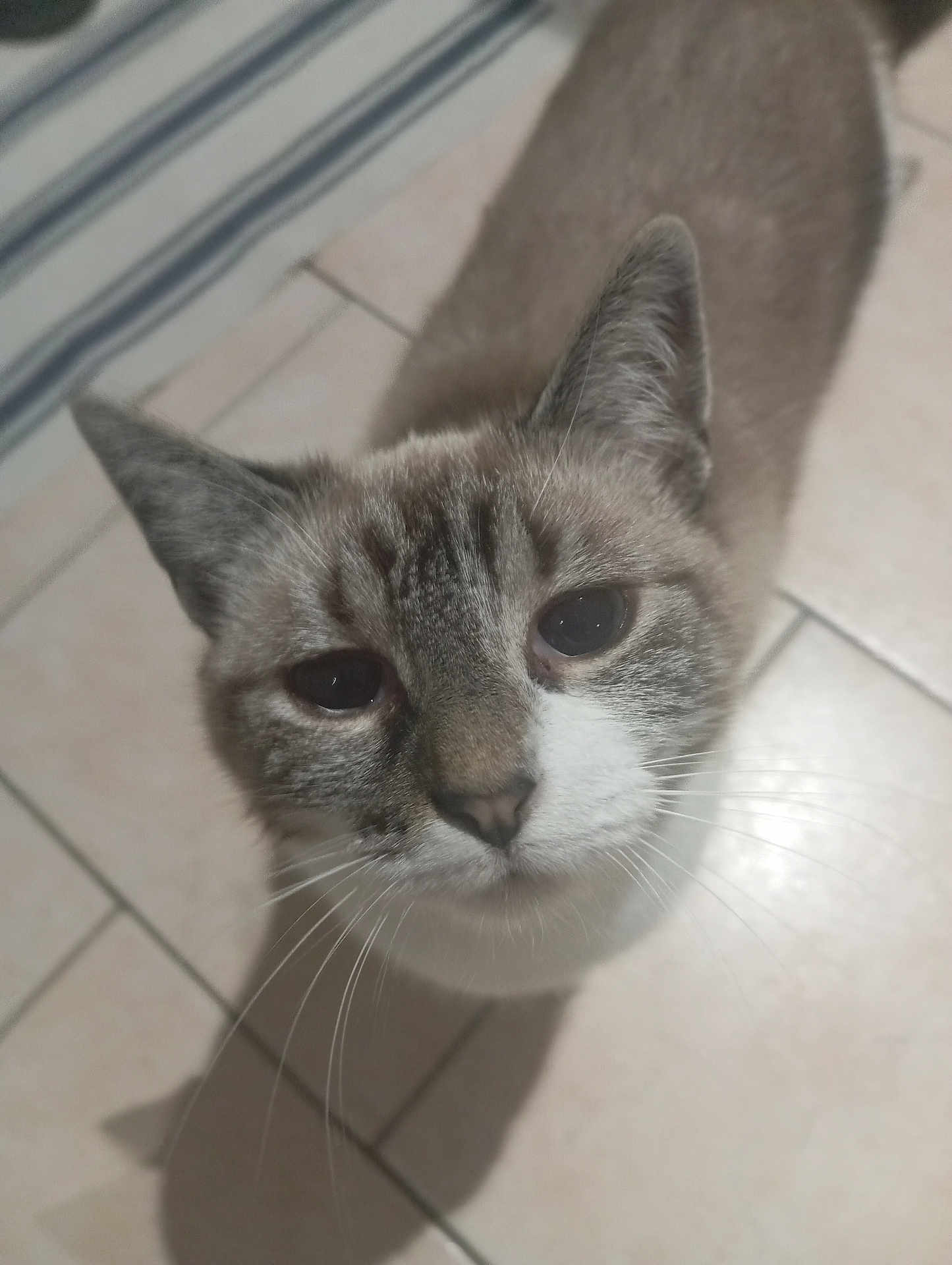Frimousse