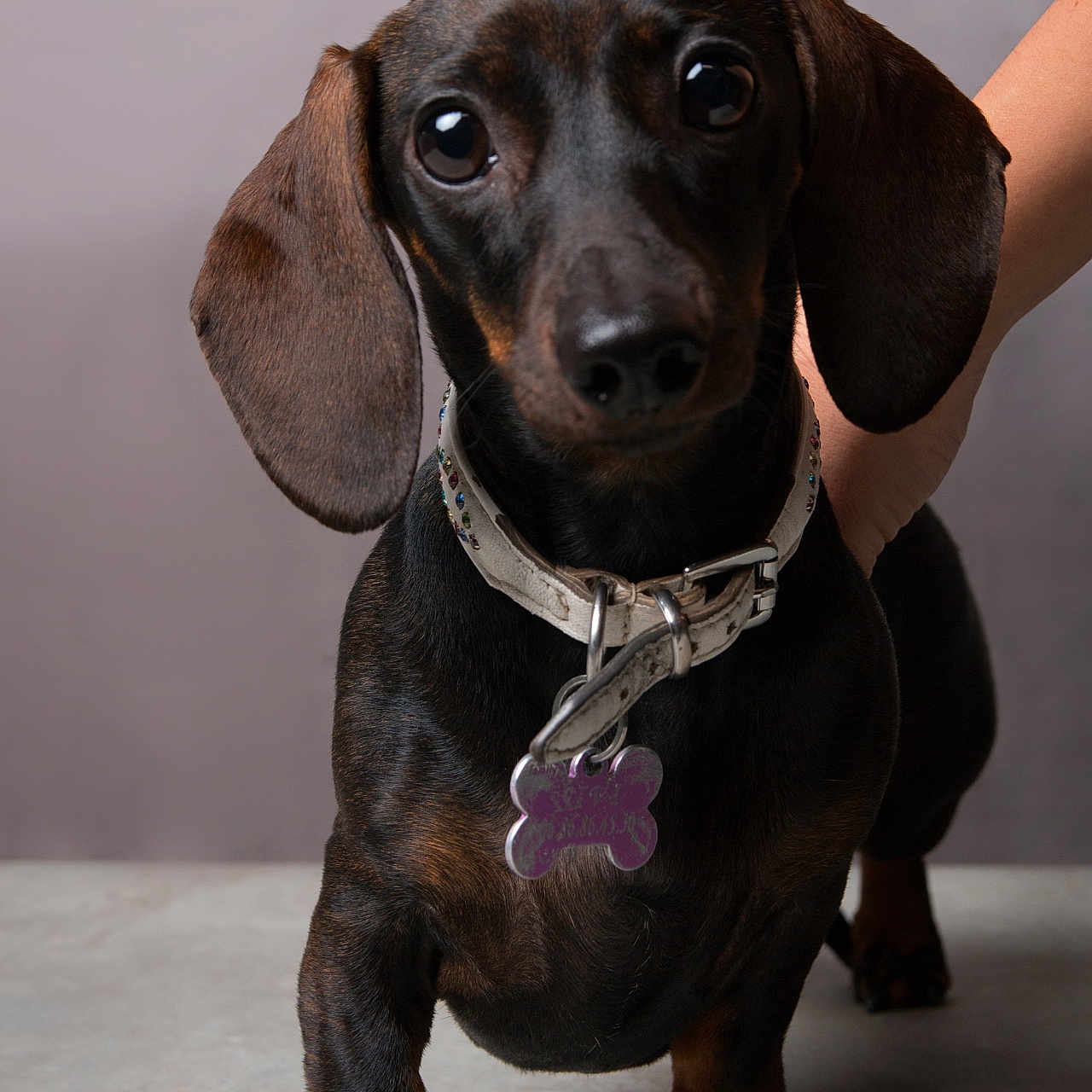 Sivi participe au concours pour gagner de l'argent avec cette photo : accessories, animal, beagle, canine, collar, dog, hound, labradorretriever, leash, pet, pointer, puppy, snout, strap