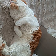 Chanel participe au concours pour gagner de l'argent avec cette photo : animal, blanket, cat, comfort, cozy, curled_up, cushion, cute, domestic, fluffy, fur, indoor, nap, orange_and_white, pet, relaxed, resting, sleeping, soft, whiskers
