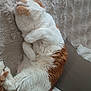 animal, blanket, cat, comfort, cozy, curled_up, cushion, cute, domestic, fluffy, fur, indoor, nap, orange_and_white, pet, relaxed, resting, sleeping, soft, whiskers