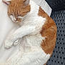 Chanel participe au concours pour gagner de l'argent avec cette photo : animal, cat, closeup, cushion, cute, domestic, feline, fur, indoor, nap, orange_and_white, paw, peaceful, pet, relaxation, resting, sleeping, soft, whiskers, woven_chair