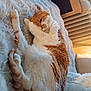 Chanel a rejoint le concours — aidez-le/la à gagner de superbes lots ! animal, bed, cat, comfort, cozy, cute, domestic_cat, feline, fluffy_blanket, fur, home, indoor, mammal, orange_cat, paw, pet, relaxed, resting, sleeping, white_cat
