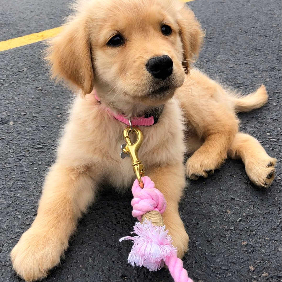 Princesa participe au concours pour gagner de l'argent avec cette photo : accessories, animal, canine, city, cockerspaniel, dog, eskimodog, goldenretriever, labradorretriever, leash, path, pet, puppy, road, rope, sidewalk, strap, street, urban, whitedog