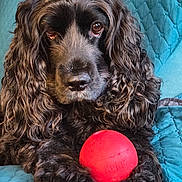 Roxane participe au concours pour gagner de l'argent avec cette photo : animal, black_dog, blue_blanket, close_up, companion, cozy, curly_fur, cute, dog, fur_texture, indoor, kong_ball, paw, pet, pet_toy, portrait, quilted_blanket, red_ball, relaxed, toy