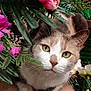 cat, green_eyes, flowers, artificial_flowers, pink_flower, white_flower, green_leaves, plant, pet, cute, fur, whiskers, close_up, portrait, nature, indoor, animal, face, paws, curious