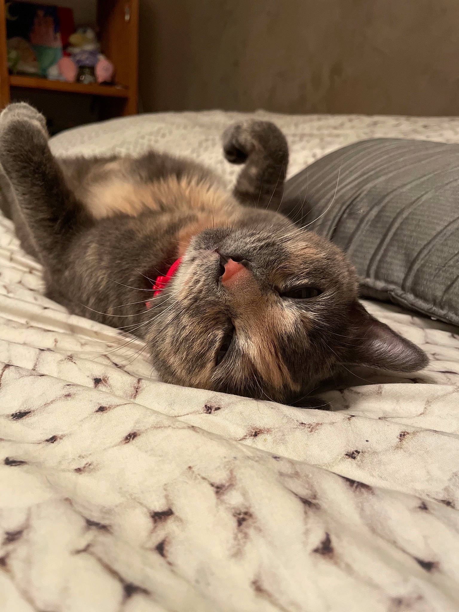 Seven a rejoint le concours — aidez-le/la à gagner de superbes lots ! canidae, carnivore, cat, claw, comfort, dog_breed, domestic_short_haired_cat, fawn, felidae, grey, linens, paw, small_to_medium_sized_cats, snout, sporting_group, tail, terrestrial_animal, vertebrate, whiskers, working_animal