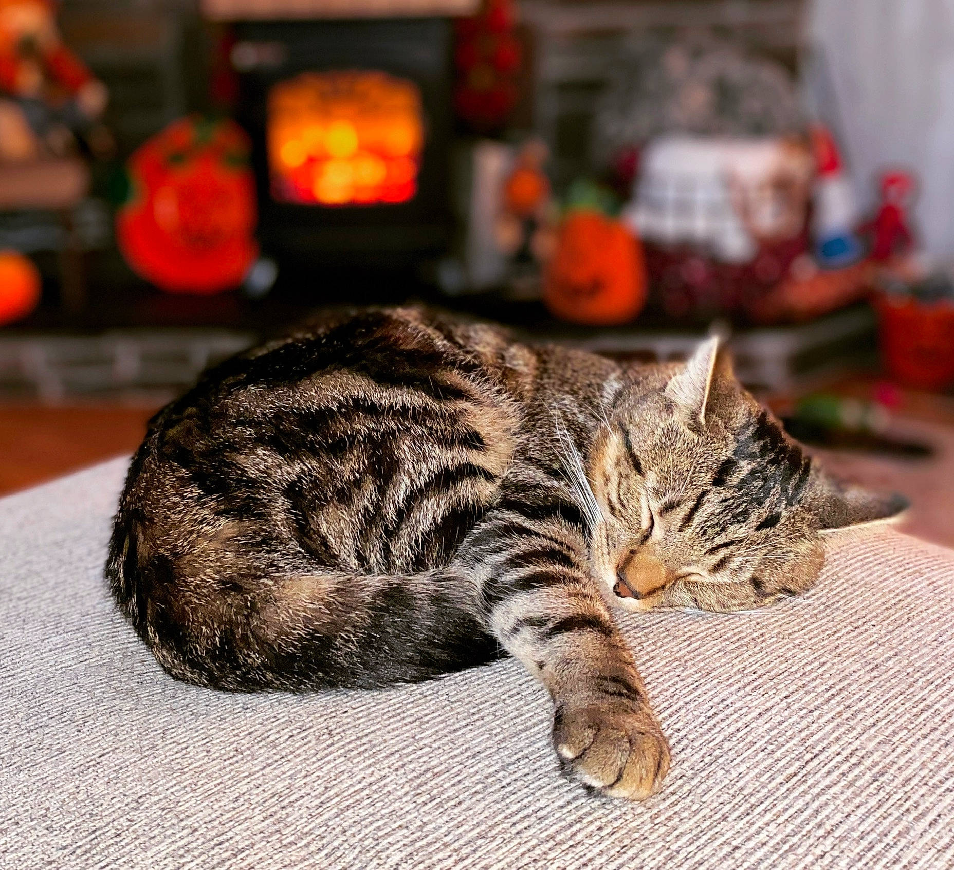 Drax is registered to the contest to win money with this photo: carnivore, cat, claw, comfort, domestic_short_haired_cat, eye, fawn, felidae, flooring, fur, nap, paw, sitting, sleep, small_to_medium_sized_cats, snout, tail, terrestrial_animal, whiskers, wildlife