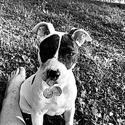 Patches is registered to the contest to win money with this photo: animal, bare_leg, black_and_white, canine, closeup, clover, cute, dog, field, four_leaf_clover, friendship, grass, leaf, nature, outdoor, pet, playful, portrait, sitting, sunlight