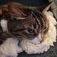 Amber joined the competition — help win amazing prizes! cat, tabby, white_paws, close_up, animal, pet, feline, whiskers, green_eyes, ears, fur, striped_fur, white_chest, relaxed, lying_down, blanket, cozy, indoor, portrait, side_eye