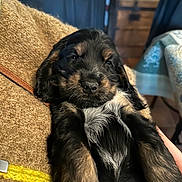 Bulle participe au concours pour gagner de l'argent avec cette photo : adorable, animal, black, blanket, brown, closeup, cozy, cute, dog, fur, furry, indoor, mammal, pet, puppy, resting, sleepy, snuggling, soft, young